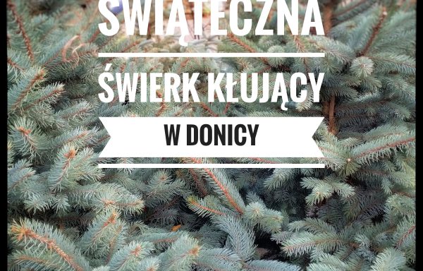 Świerk Kłujący Srebrny