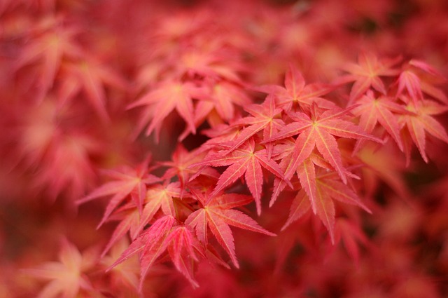 japanese maple, leaves, autumn