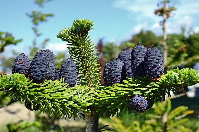 coniferous, tree, plant