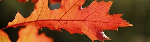 oak leaf, leaf, oak