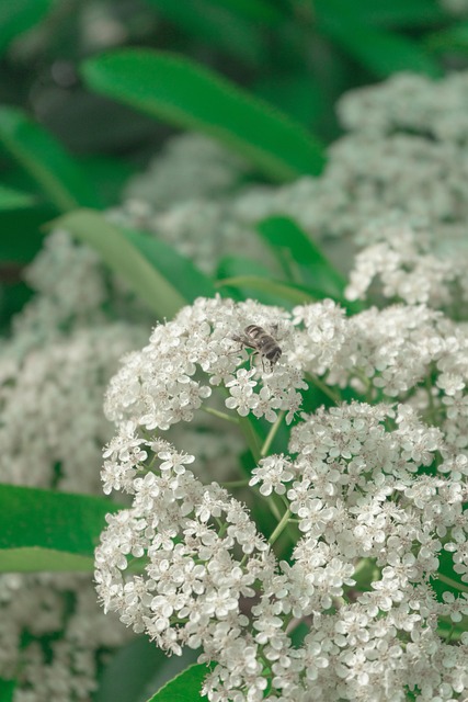 hydrangea, green, nature, plant