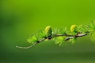 Macro shot of a green pine branch with cones and needles against a blurred background.