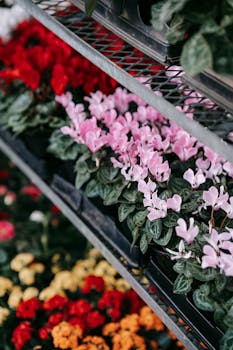 pexels-photo-6280472-6280472 Colorful blooming flowers in pots placed in rows on counter of floristry store in daytime