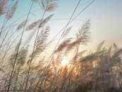 Serene view of pampas grass against a golden sunset in Pabna, Bangladesh.