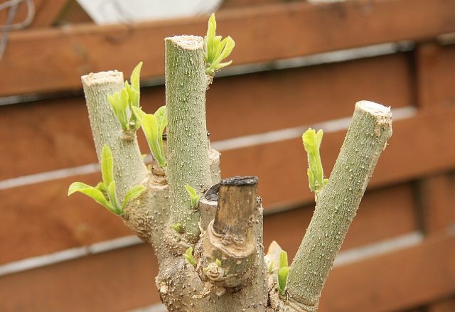 Brugmansia - Brugmansja
