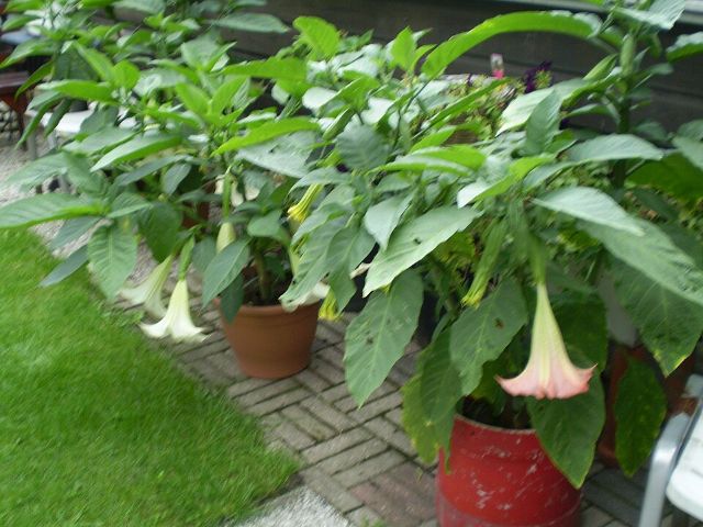 Brugmansia - Brugmansja