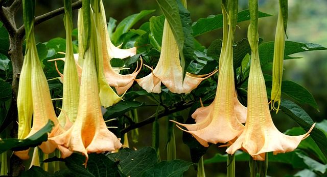 Brugmansia - Brugmansja