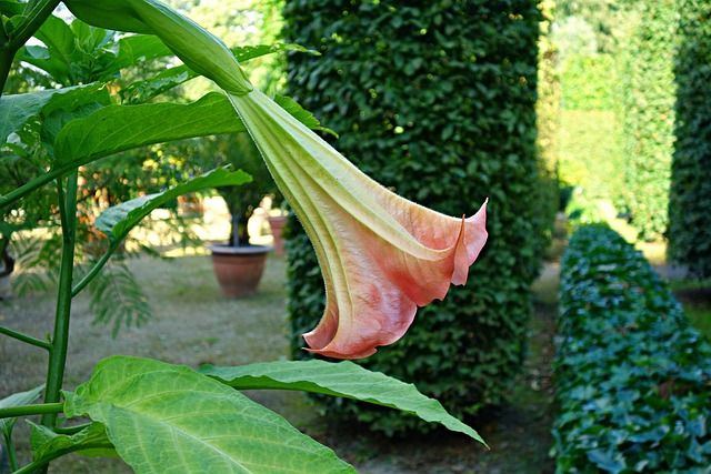 Brugmansia - Brugmansja