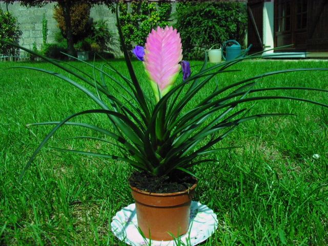 Oplątwa niebieskawa, autor ArséniureDeGallium, CC BY-SA 2.5, commons.wikimedia.org