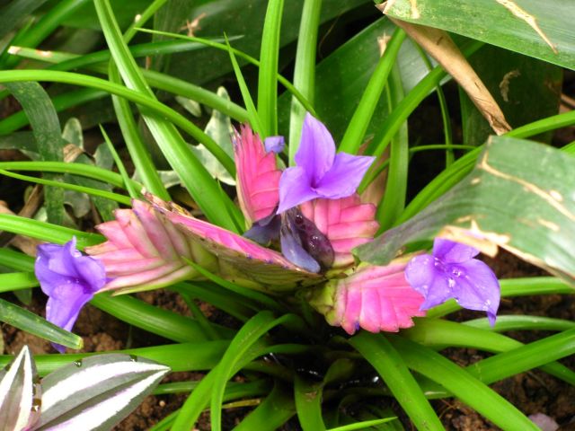 Oplątwa niebieskawa, autor מצילומי יהודית גרעין-כל, CC BY 2.5, commons.wikimedia.org