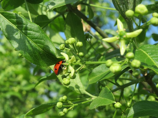Trzmielina oskrzydlona - uprawa, pielęgnacja i najlepsze odmiany do ogrodu Trzmielina oskrzydlona – uprawa, pielęgnacja i najlepsze odmiany do ogrodu