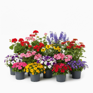 Rośliny jednoroczne