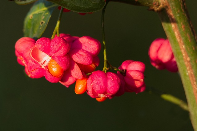 Trzmielina oskrzydlona - uprawa, pielęgnacja i najlepsze odmiany do ogrodu Trzmielina oskrzydlona – uprawa, pielęgnacja i najlepsze odmiany do ogrodu