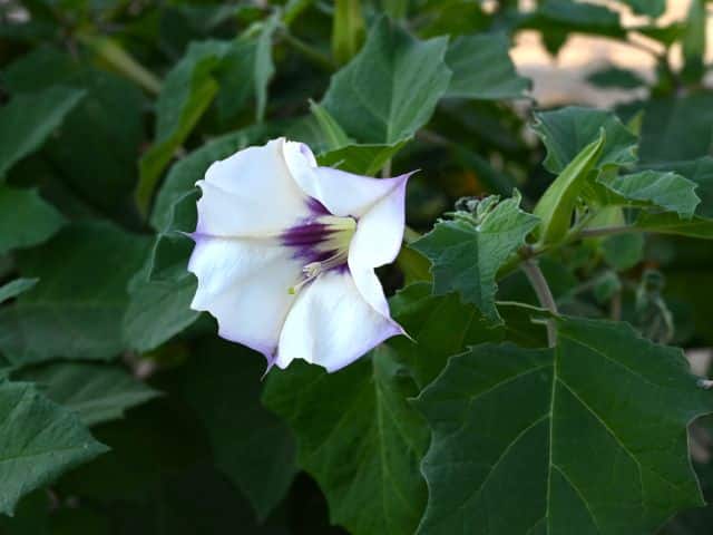 Datura - Bieluń