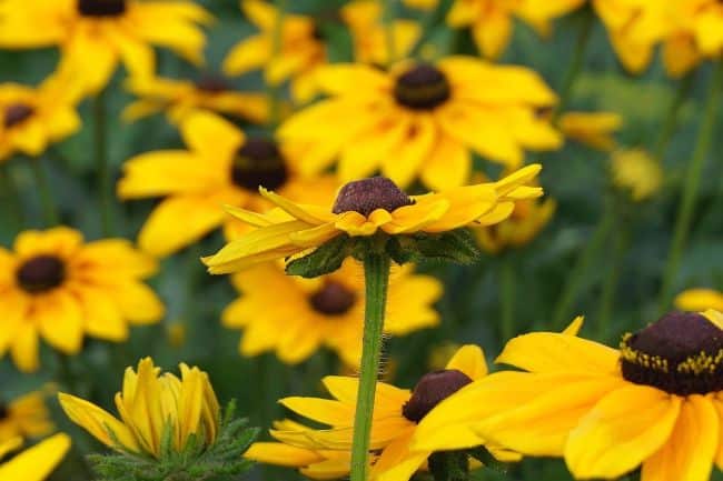 Jeżówki - gdzie sadzić i z czym komponować w ogrodzie te byliny