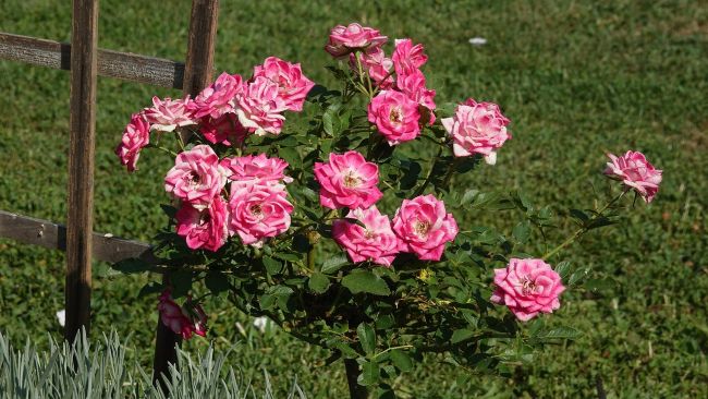 Kiedy przesadzić róże? Sztuka wyczucia idealnego momentu