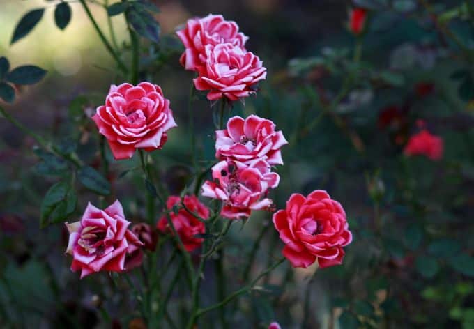 Kiedy przesadzić róże? Sztuka wyczucia idealnego momentu