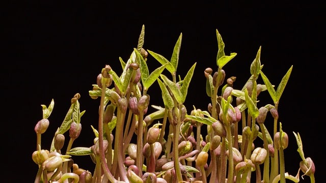 Mikrolistki - Mikroliście