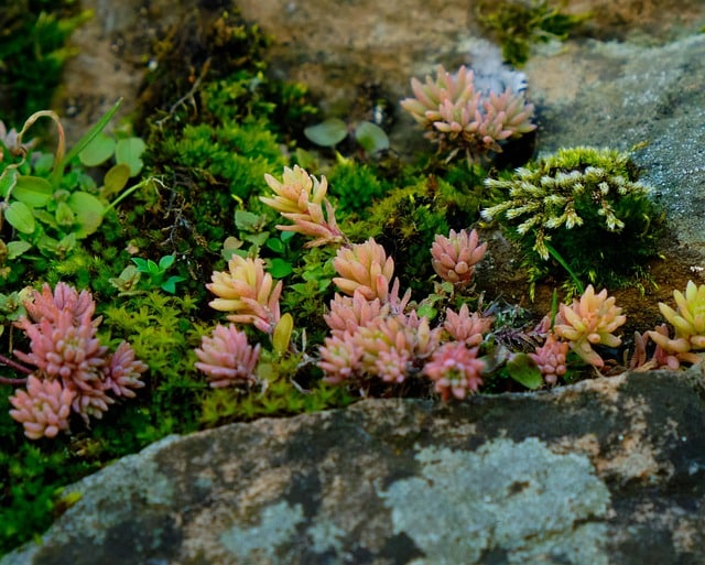 Ogród odporny na zmiany klimatu – ogród na suszę Ogród odporny na suszę