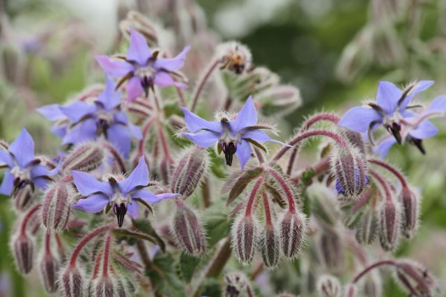 Samosiejki w ogrodzie – co to są i jakie rośliny najczęściej rozsiewają się same? C T Johansson - Own work, CC BY-SA 3.0, https://commons.wikimedia.org