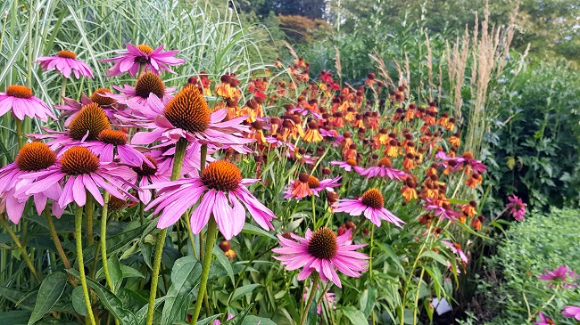 Ogród na kwiat cięty – jak zaplanować rabatę, z której będziesz robić własne bukiety Byliny-jeżówka purpurowa