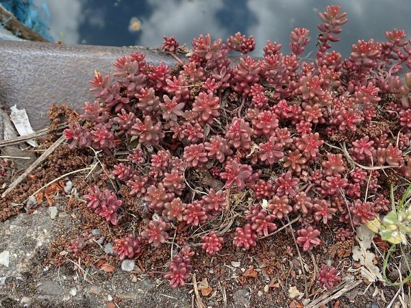 Rozchodniki zadarniające - rozchodniki okrywowe