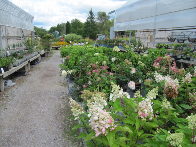 Hortensja Melba – hortensja bukietowa ‘Fraise Melba’ (Hydrangea paniculata) do ogrodu i do donicy Hydrangeas_(6164473414)