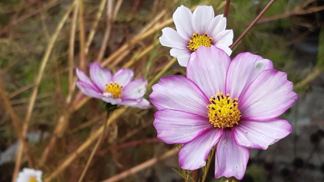 Ogród na kwiat cięty – jak zaplanować rabatę, z której będziesz robić własne bukiety Kosmos podwójnie pierzasty – uprawa i pielęgnacja