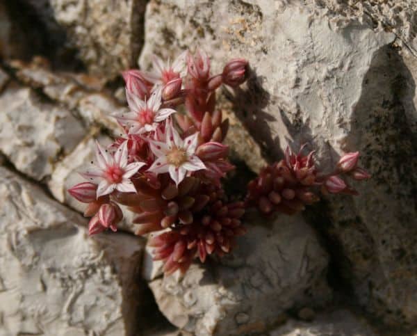 Rozchodniki - Rozchodnik hiszpański