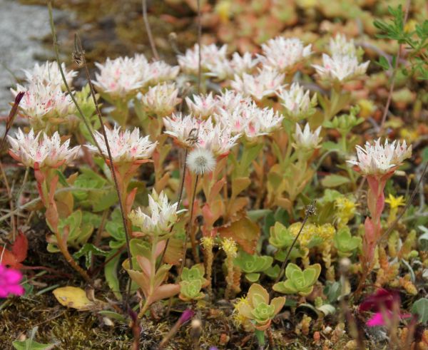 Rozchodniki - Rozchodnik kaukaski