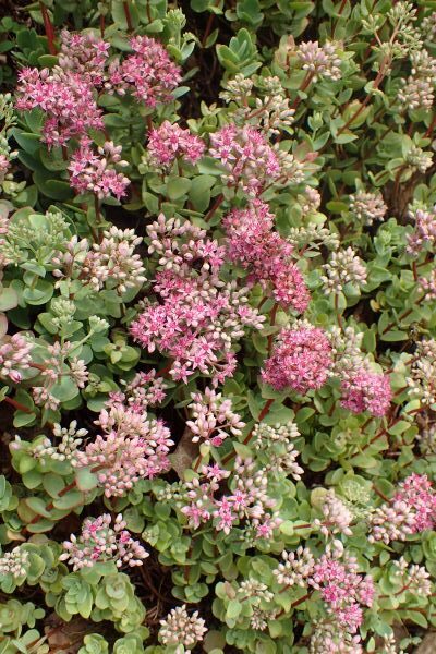 Rozchodniki - Rozchodnik Ewersa