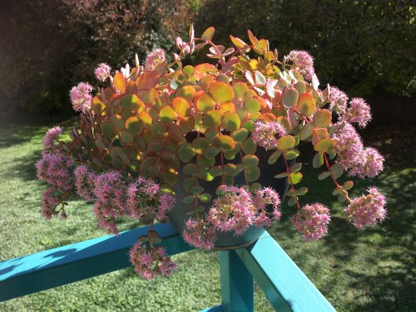 Rozchodniki - Rozchodnik Siebolda