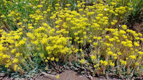 Rozchodniki - Rozchodnik ościsty