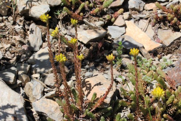 Rozchodniki - Rozchodnik skalny
