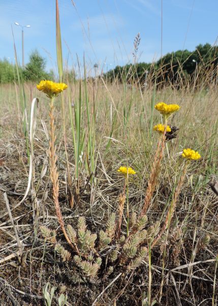 Rozchodniki - Rozchodnik zgięty