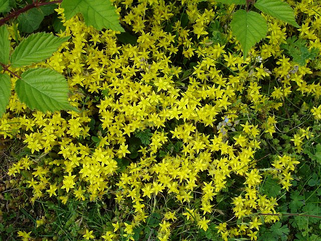 Rozchodniki zadarniające - rozchodniki okrywowe