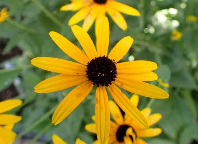 Ogród na kwiat cięty – jak zaplanować rabatę, z której będziesz robić własne bukiety Rudbekia błyskotliwa – uprawa i pielęgnacja