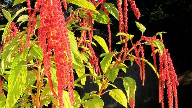 Ogród na kwiat cięty – jak zaplanować rabatę, z której będziesz robić własne bukiety Szarłat zwisły – amarantus – lisi ogon