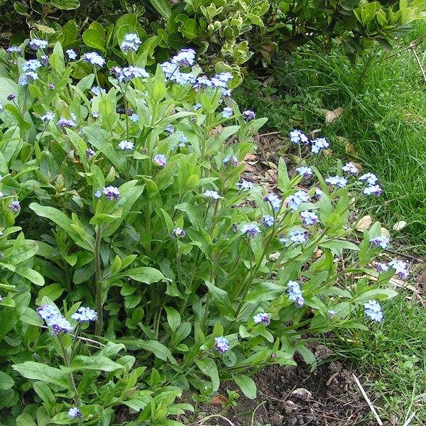 Samosiejki w ogrodzie – co to są i jakie rośliny najczęściej rozsiewają się same? Niezapominajka leśna - httpscommons.wikimedia.org