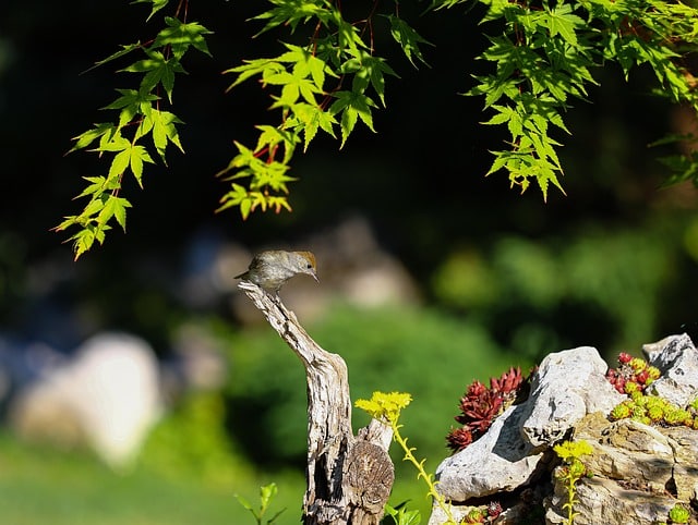 rozchodniki na skalniak