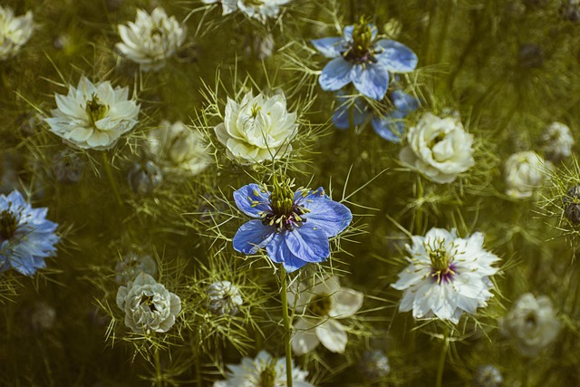 Ogród na kwiat cięty – jak zaplanować rabatę, z której będziesz robić własne bukiety Ogród na kwiat cięty