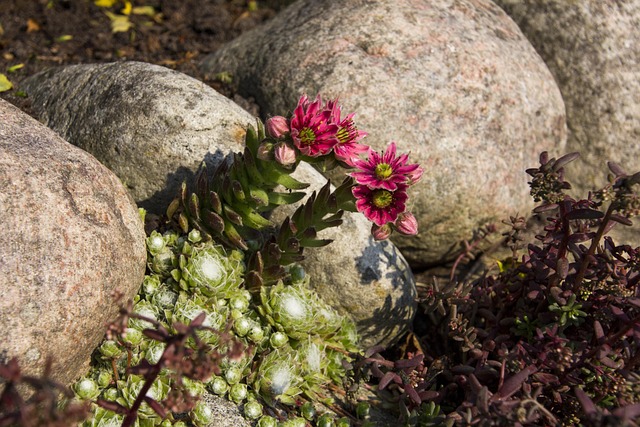 rozchodniki na skalniak