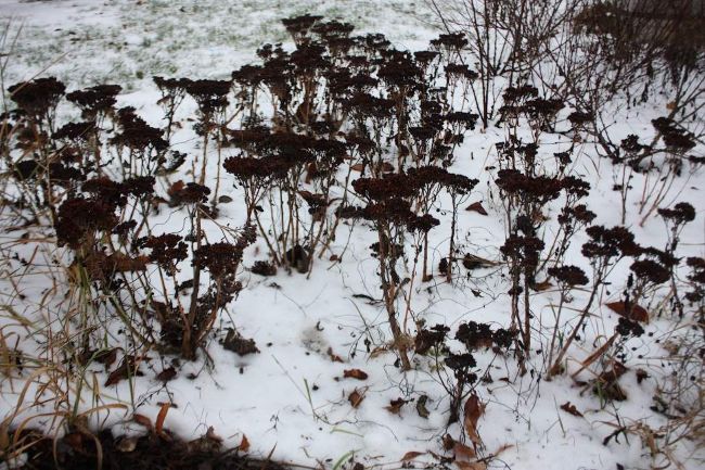 Mrozoodporne rozchodniki - rozchodnik purpurowy zimą 