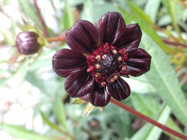 Kosmos czekoladowy – uprawa, pielęgnacja i zastosowanie Kosmos czekoladowy