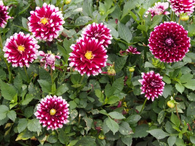 Dalia ogrodowa – uprawa, pielęgnacja i zastosowanie Dalia ogrodowa