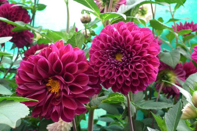 Dalia ogrodowa – uprawa, pielęgnacja i zastosowanie Dalia ogrodowa