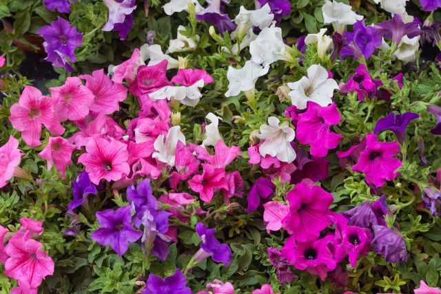 Petunia ogrodowa – uprawa, pielęgnacja i zastosowanie Petunia ogrodowa