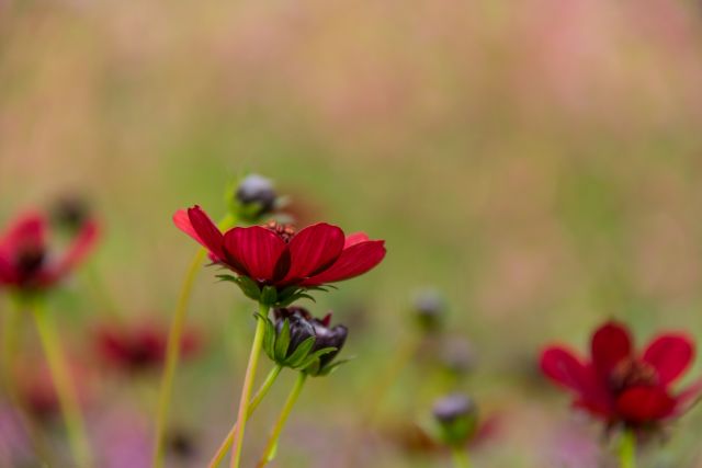 Kosmos czekoladowy – uprawa, pielęgnacja i zastosowanie Kosmos czekoladowy