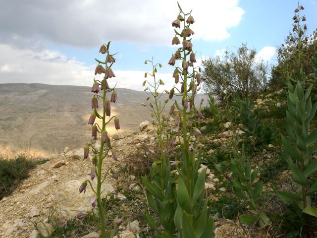 Szachownica perska – uprawa, pielęgnacja i zastosowanie Szachownica perska