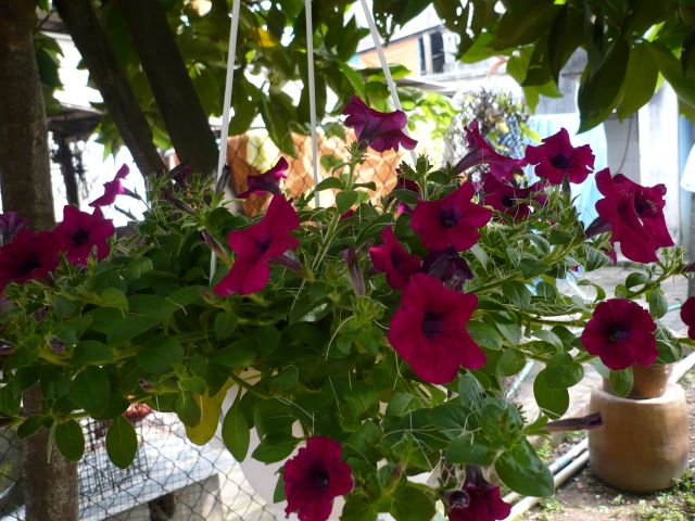 Petunia ogrodowa – uprawa, pielęgnacja i zastosowanie Petunia ogrodowa